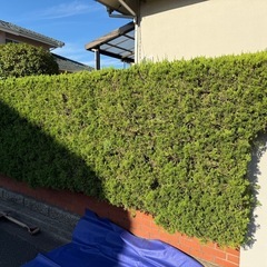 予約殺到中！伐採、剪定、抜根、草刈り、草むしり地域最安！！