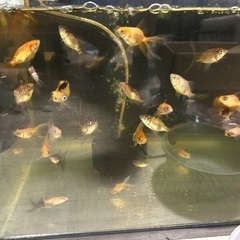 アルビノ出目&オランダ金稚魚　末廣錦稚魚の画像