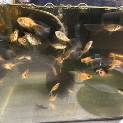 アルビノ出目&オランダ金稚魚　末廣錦稚魚