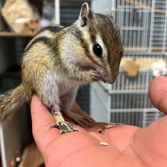 シマリス、2歳女の子