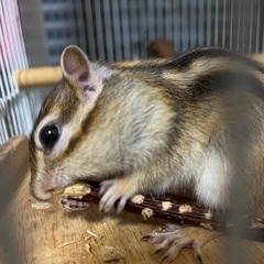 シマリス、男の子、2歳