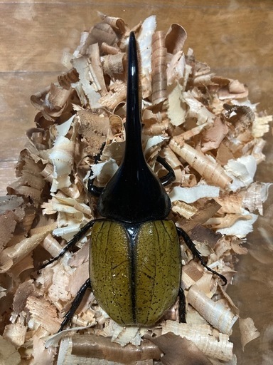 DHパスコアリ＋ミンダナオアトラス幼虫