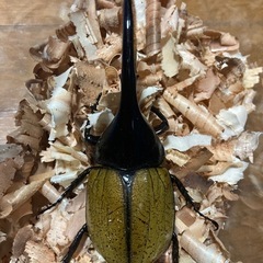 DHパスコアリ＋ミンダナオアトラス幼虫