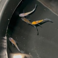メダカのグリーンウォーター お譲り下さい