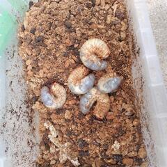 国産カブトムシ虫　幼虫　昆虫