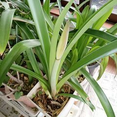 アマリリス鉢植えの画像