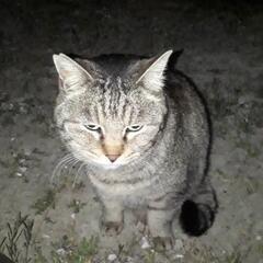 右手負傷猫(きじとら)の保護をお願いします！