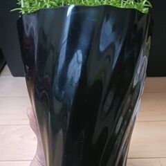 500円　セダム鉢植え　5号　多肉植物　の画像