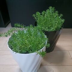 500円　セダム鉢植え　5号　多肉植物　の画像