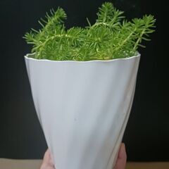 500円　セダム鉢植え　5号　多肉植物　の画像