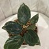 ランキングキーワードに紐づく投稿画像-観葉植物