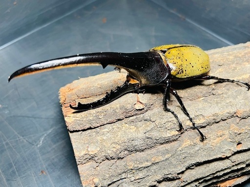 総額10万円超え！ヘラクレスやギラファ、まとめてお譲りします