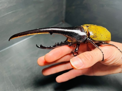 総額10万円超え！ヘラクレスやギラファ、まとめてお譲りします