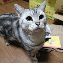 迷い猫探しています！！