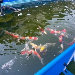 錦鯉13匹