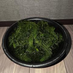 鑑賞用　水槽内の彩りにマツモ大量の画像