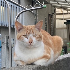 更新 ④茶白　♂  一才くらい　人馴れしています🌸