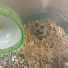 ハムちゃん友募集のお礼 - 友達