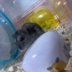 ハムちゃん友募集のお礼 - メンバー募集