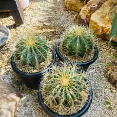 王冠竜　1株