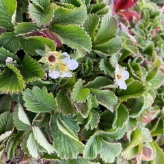 ワイルドストロベリー苗　白い実
の画像