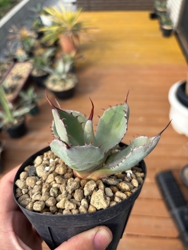 アガベ最終値下げ！丸葉パリートランカータ美株 (けい発送も可能  