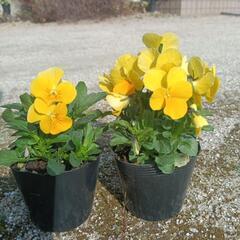 【受渡し完了しました】ビオラの苗の画像