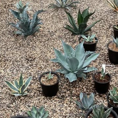 たくさんのアガベや観葉植物の画像