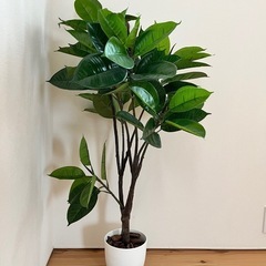 観葉植物　光触媒フェイクグリーン　
ゴムの木　の画像
