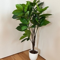 観葉植物　光触媒フェイクグリーン　
ゴムの木　の画像