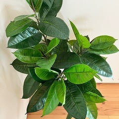 観葉植物　光触媒フェイクグリーン　
ゴムの木　の画像