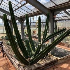 たくさんのアガベや観葉植物の画像
