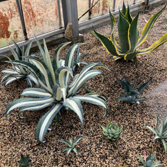 たくさんのアガベや観葉植物の画像
