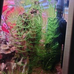 水草100本以上