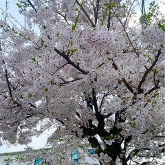 桜　❷