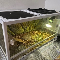 爬虫類、カメやフトアゴ等の飼育　三晃商会 の画像