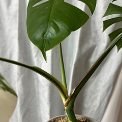 モンステラ 斑入り ホワイトタイガーの画像