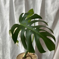 モンステラ 斑入り ホワイトタイガーの画像