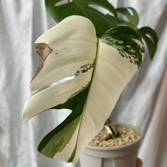 モンステラ 斑入り ホワイトタイガーの画像