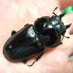 大型血統！能勢産オオクワガタ ♀50.6ミリ