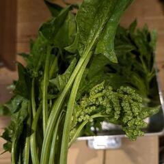 野菜セット(ほうれん草+菊菜)の画像
