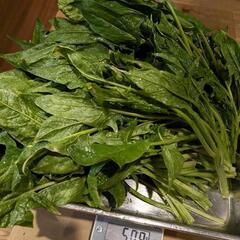 野菜セット(ほうれん草+菊菜)