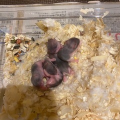 ジャンガリアン(ブルーサファイア)