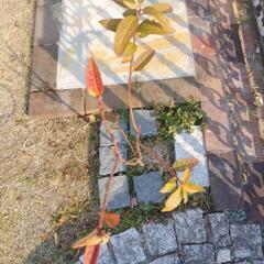 庭木紅葉樹の画像