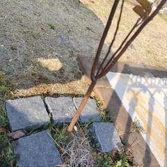 庭木紅葉樹の画像