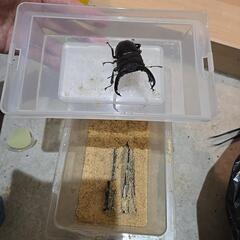 パラワンオオヒラタクワガタ　オスの画像