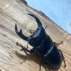 オオクワガタ　山梨産
　ブリード