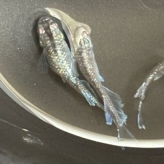 ミッドナイトフリル　夢中メダカ様血統