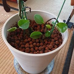 観葉植物