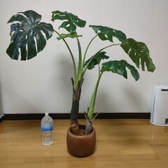 ニトリ　フェイクグリーン　モイステラ（カゴ付き）　
